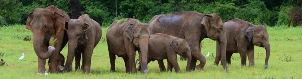 Elephants in Udawalawa, Sri Lanka