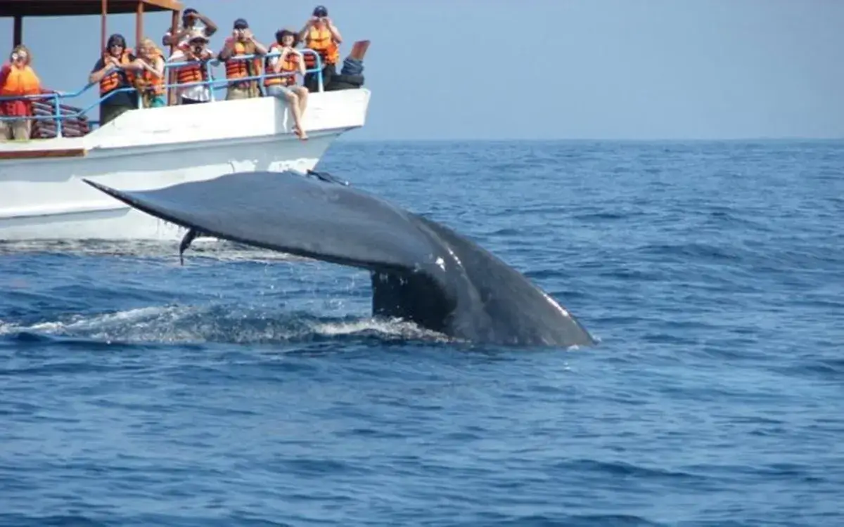 Whale Watching In Sri Lanka
