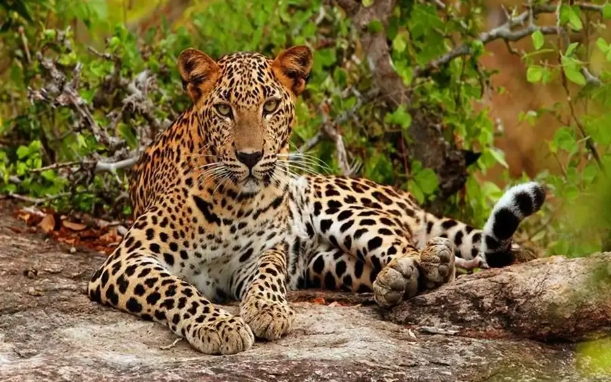 Yala National Park. Wildlife & Adventure in Sri Lanka